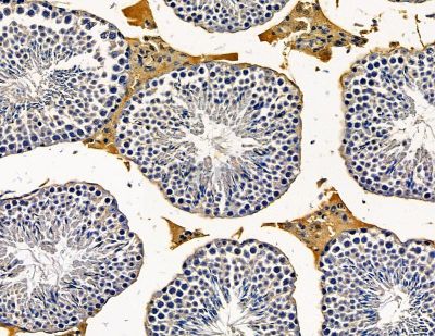NRARP Antibody - DF14808 at 1/100 staining mouse testis tissue by IHC-P.