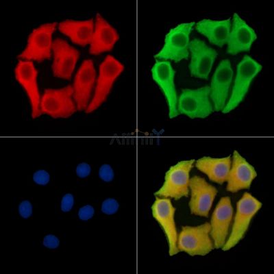 JCHAIN Antibody - DF14810 staining Hela cells by IF/ICC.