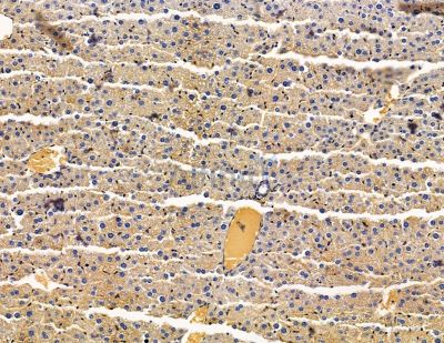 NPEPPS Antibody - DF14829 at 1/100 staining mouse liver tissue by IHC-P.