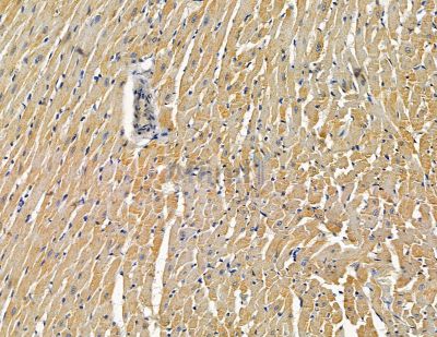 FBLN2 Antibody - DF14831 at 1/100 staining rat heart tissue by IHC-P.