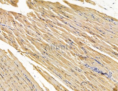 FBLN2 Antibody - DF14831 at 1/100 staining rat muscle tissue by IHC-P.