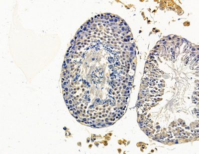 AP4M1 Antibody - DF14837 at 1/100 staining mouse testis tissue by IHC-P.