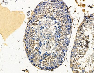 XPO7 Antibody - DF14846 at 1/100 staining mouse testis tissue by IHC-P.