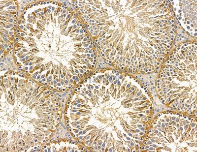 CCDC90B Antibody - DF14900 at 1/100 staining rat testis tissue by IHC-P.