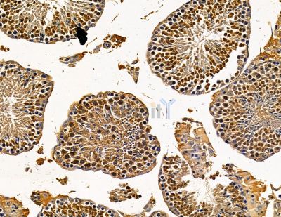 DCUN1D2 Antibody - DF14901 at 1/100 staining mouse testis tissue by IHC-P.