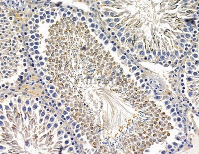 TMIE Antibody - DF14920 at 1/100 staining rat testis tissue by IHC-P.