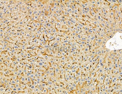 MFSD6 Antibody - DF14923 at 1/100 staining mouse liver tissue by IHC-P.