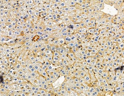 CHRDL1 Antibody - DF14928 at 1/100 staining mouse liver tissue by IHC-P.