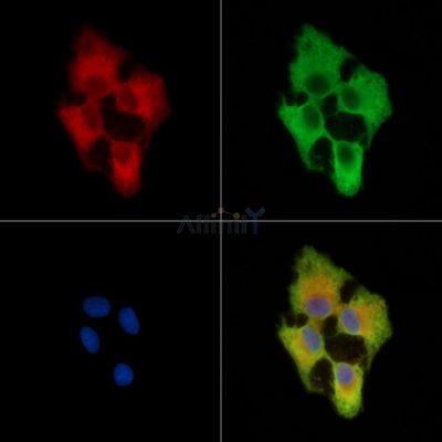 CHRDL1 Antibody - DF14928 staining A549 cells by IF/ICC.