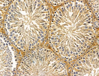RTP2 Antibody - DF14937 at 1/100 staining rat testis tissue by IHC-P.