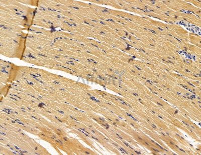 FAM91A1 Antibody - DF14943 at 1/100 staining rat muscle tissue by IHC-P.