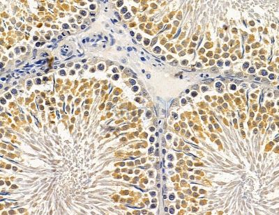 ADAMTSL3 Antibody - DF14949 at 1/100 staining rat testis tissue by IHC-P.