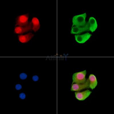VENTX Antibody - DF14957 staining Hela cells by IF/ICC.