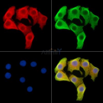 SCUBE1 Antibody - DF14958 staining Hela cells by IF/ICC.