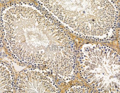 SCUBE1 Antibody - DF14958 at 1/100 staining rat testis tissue by IHC-P.
