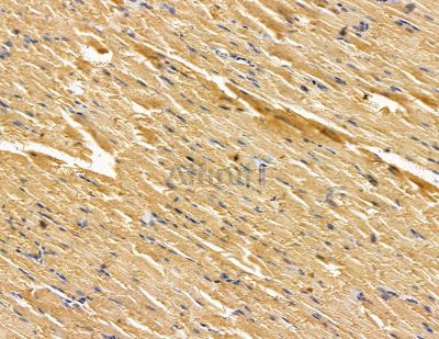SCUBE1 Antibody - DF14958 at 1/100 staining rat muscle tissue by IHC-P.