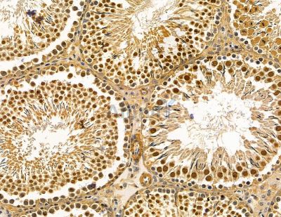 ZNF687 Antibody - DF14961 at 1/100 staining rat testis tissue by IHC-P.