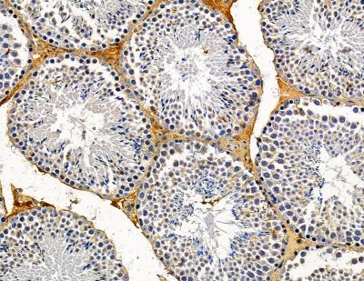 APOBEC3D Antibody - DF14967 at 1/100 staining mouse testis tissue by IHC-P.