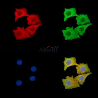 SIGLEC11 Antibody - DF14973 staining Hela cells by IF/ICC.