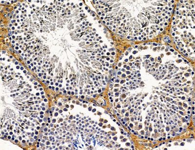 ANAPC10 Antibody - DF14981 at 1/100 staining mouse testis tissue by IHC-P.