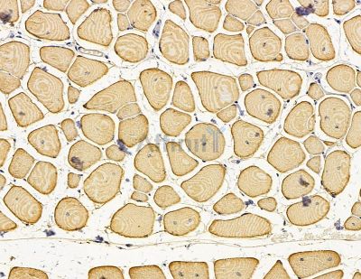 ARL2 Antibody - DF15016 at 1/100 staining mouse muscle tissue by IHC-P.