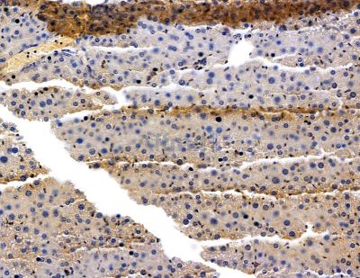 SLC2A10 Antibody - DF15018 at 1/100 staining mouse liver tissue by IHC-P.