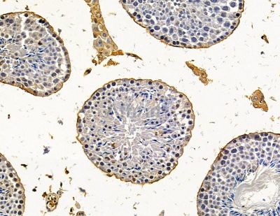 OVOS2 Antibody - DF15019 at 1/100 staining mouse testis tissue by IHC-P.