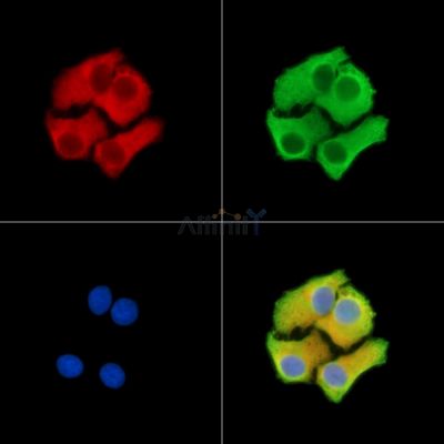 FATE1 Antibody - DF15026 staining Hela cells by IF/ICC.