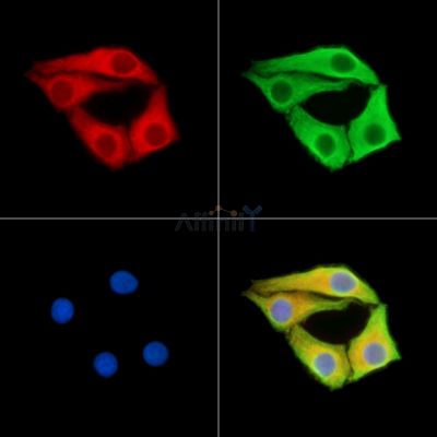 LILRA4 Antibody - DF15027 staining Hela cells by IF/ICC.