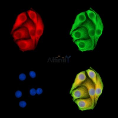 BCAN Antibody - DF15028 staining Hela cells by IF/ICC.