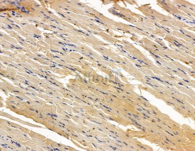 DLGAP4 Antibody - DF15034 at 1/100 staining mouse ovarian tissue by IHC-P.