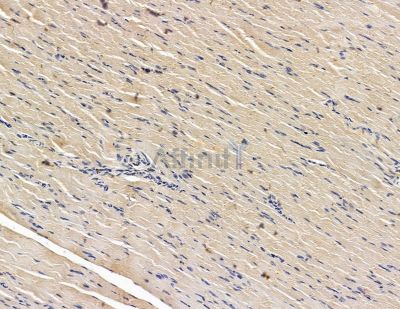 ABRA Antibody - DF15048 at 1/100 staining rat muscle tissue by IHC-P.
