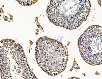 SLC39A3 Antibody - DF15055 at 1/100 staining mouse testis tissue by IHC-P.