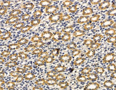 ESYT1 Antibody - DF15071 at 1/100 staining rat kidney tissue by IHC-P.