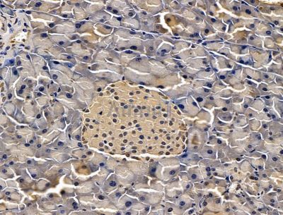 SSR2 Antibody - DF15074 at 1/100 staining mouse pancreatic tissue by IHC-P.