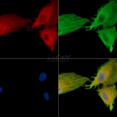 DUSP13 Antibody - DF15077 staining A549 cells by IF/ICC.