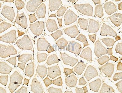 DUSP13 Antibody - DF15077 at 1/100 staining mouse muscle tissue by IHC-P.