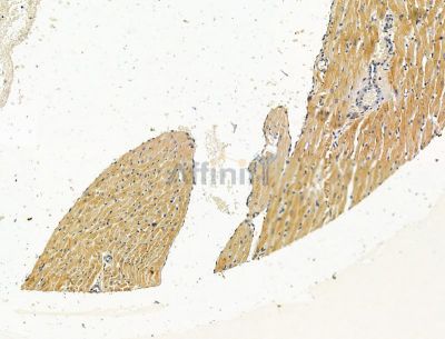 DUSP13 Antibody - DF15077 at 1/100 staining rat heart tissue by IHC-P.