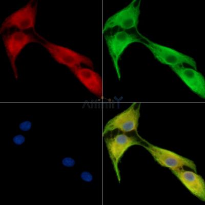 NINL Antibody - DF15079 staining A549 cells by IF/ICC.