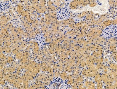 NINL Antibody - DF15079 at 1/100 staining mouse kidney tissue by IHC-P.