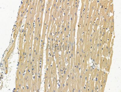 NINL Antibody - DF15079 at 1/100 staining rat heart tissue by IHC-P.