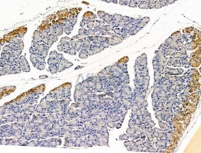 RNASE6 Antibody - DF15080 at 1/100 staining rat pancreatic tissue by IHC-P.