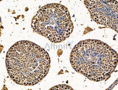 FAM172A Antibody - DF15097 at 1/100 staining mouse testis tissue by IHC-P.