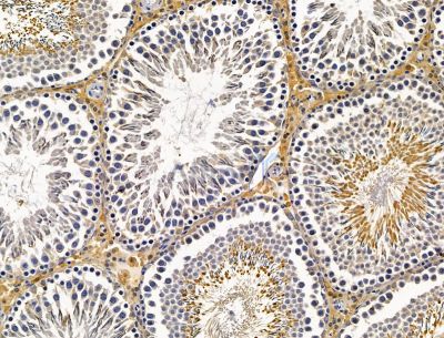 KANK4 Antibody - DF15100 at 1/100 staining rat testis tissue by IHC-P.