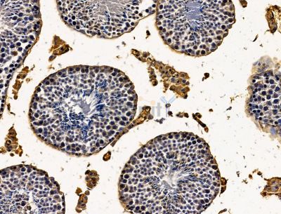 ZNF516 Antibody - DF15103 at 1/100 staining mouse testis tissue by IHC-P.