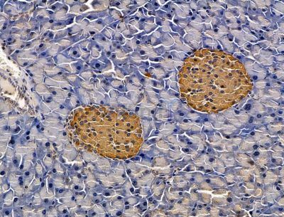 TMEM186 Antibody - DF15107 at 1/100 staining mouse pancreatic tissue by IHC-P.