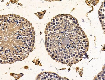 PTCD1 Antibody - DF15114 at 1/100 staining mouse testis tissue by IHC-P.