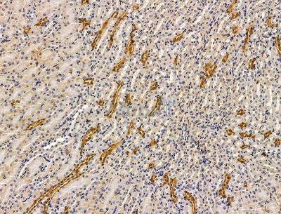 KIAA0753 Antibody - DF15120 at 1/100 staining mouse kidney tissue by IHC-P.