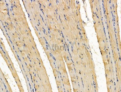KIAA0753 Antibody - DF15120 at 1/100 staining rat muscle tissue by IHC-P.