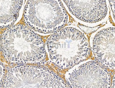 SLFN13 Antibody - DF15121 at 1/100 staining rat testis tissue by IHC-P.